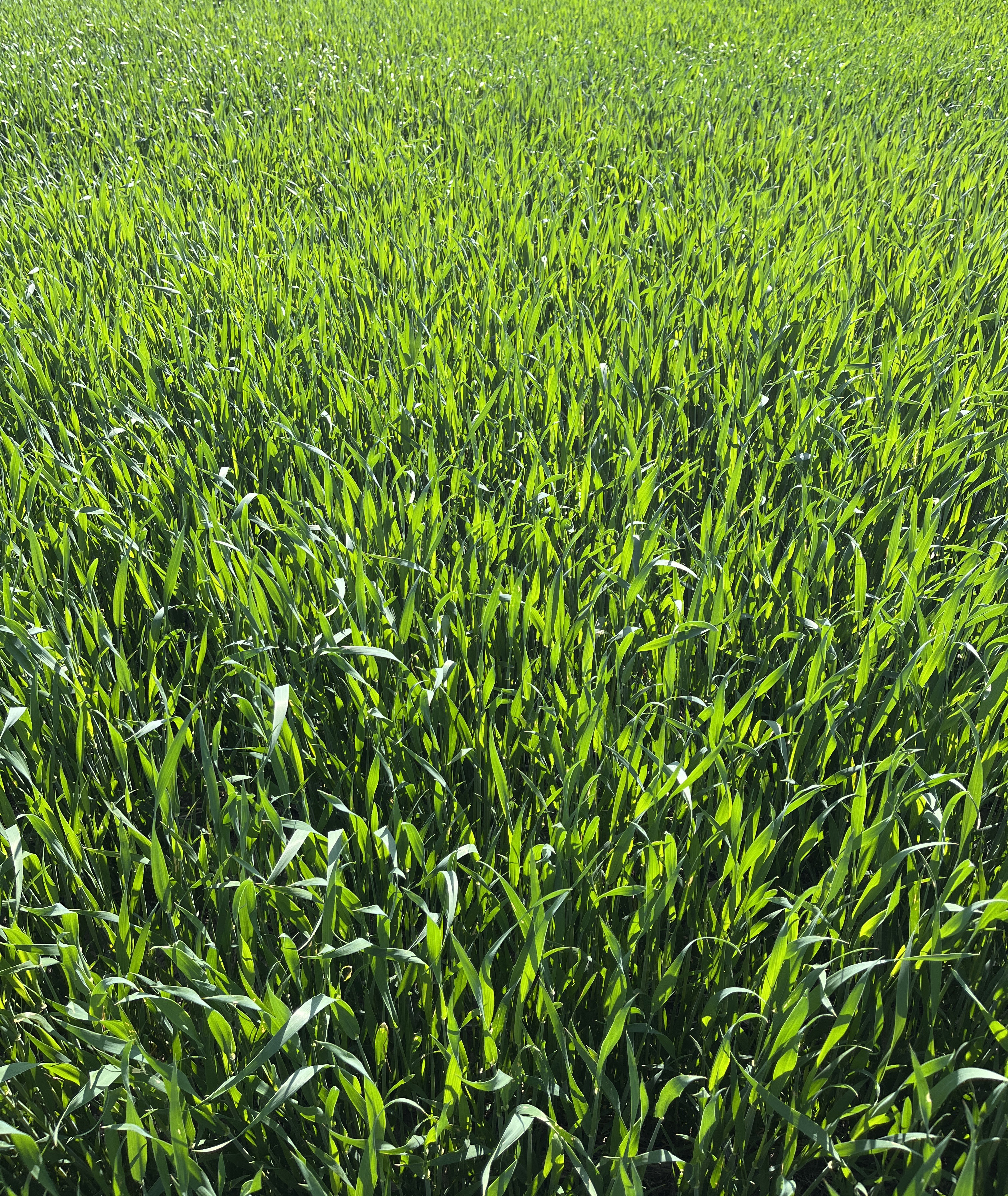 A wheat field.